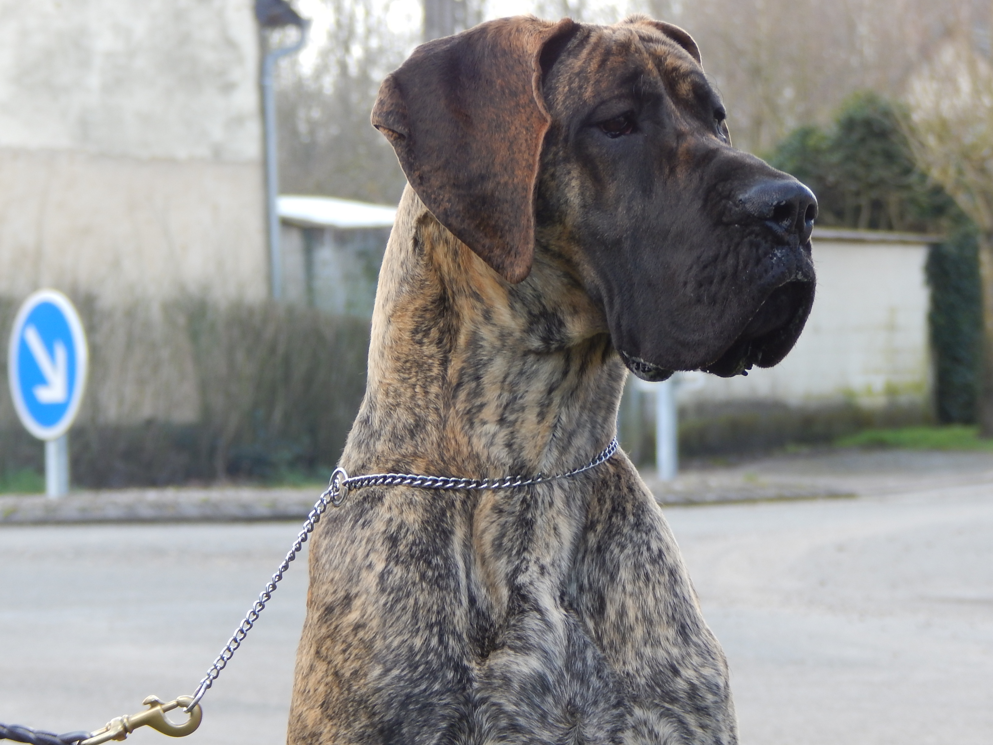ITOUNE DE LA VALLEE DE CANDE · Dogue Allemand femelle Bringé · LOF 76172 · élevage DUMOULIN HELENE