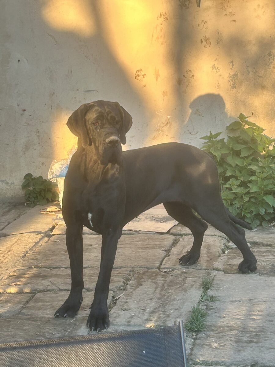 VICINIA Au Royaume de Leyla · Dogue Allemand femelle Noire · LOF 87941 · élevage MATHOREL STEPHANIE