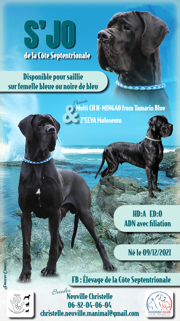 S-JO DE LA COTE SEPTENTRIONALE, Dogue Allemand mâle Noir