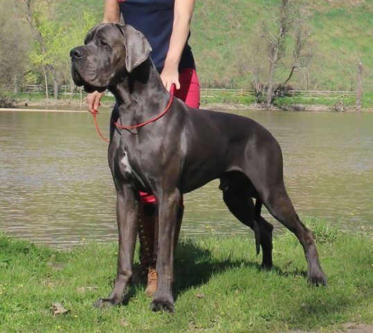 JAVO DE DOGOKO