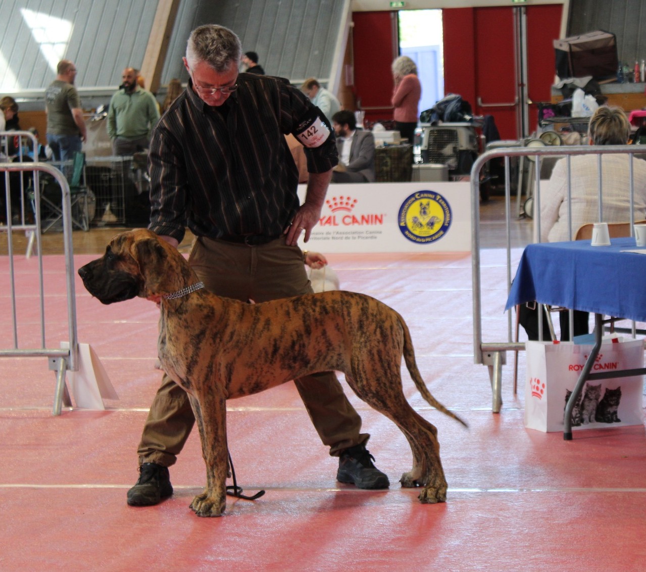 AUTHENTIQUE Du Val de Celle · Dogue Allemand femelle Bringée · LOF 88401 · élevage BOULANGER SYLVAIN
