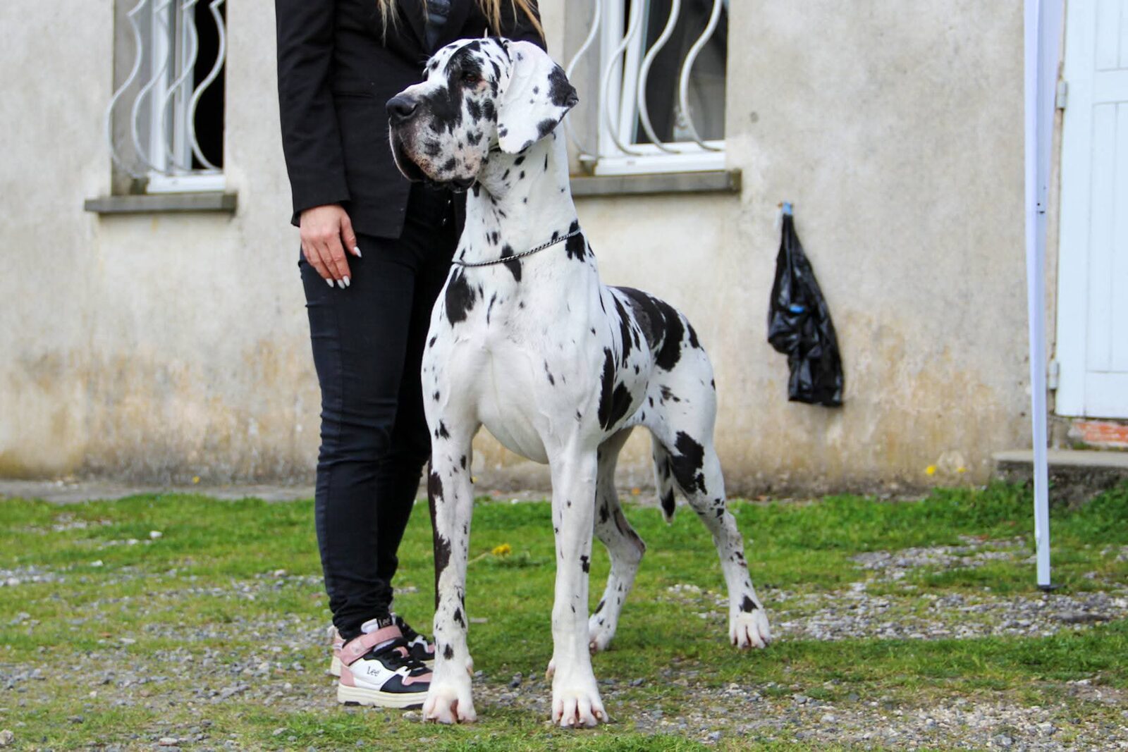 TAKCHANPADA DU BARRY VARIN · Dogue Allemand femelle Blanc bigarré de noir · LOF 85987 · élevage VARIN DELPHINE