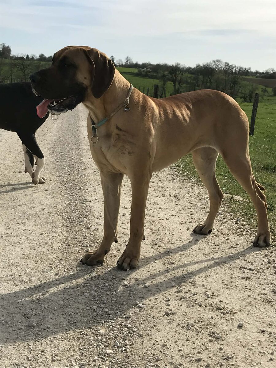 ATHENA · Dogue Allemand femelle Fauve · LOF 87895 · élevage MARTINAT JULIEN