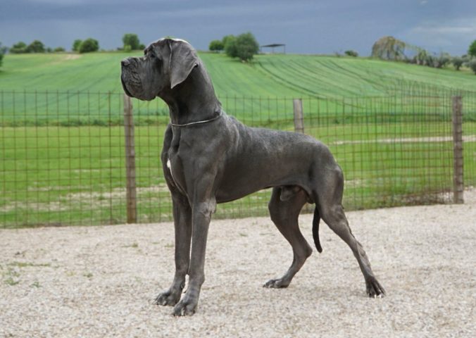 ULMER DE DOGOKO