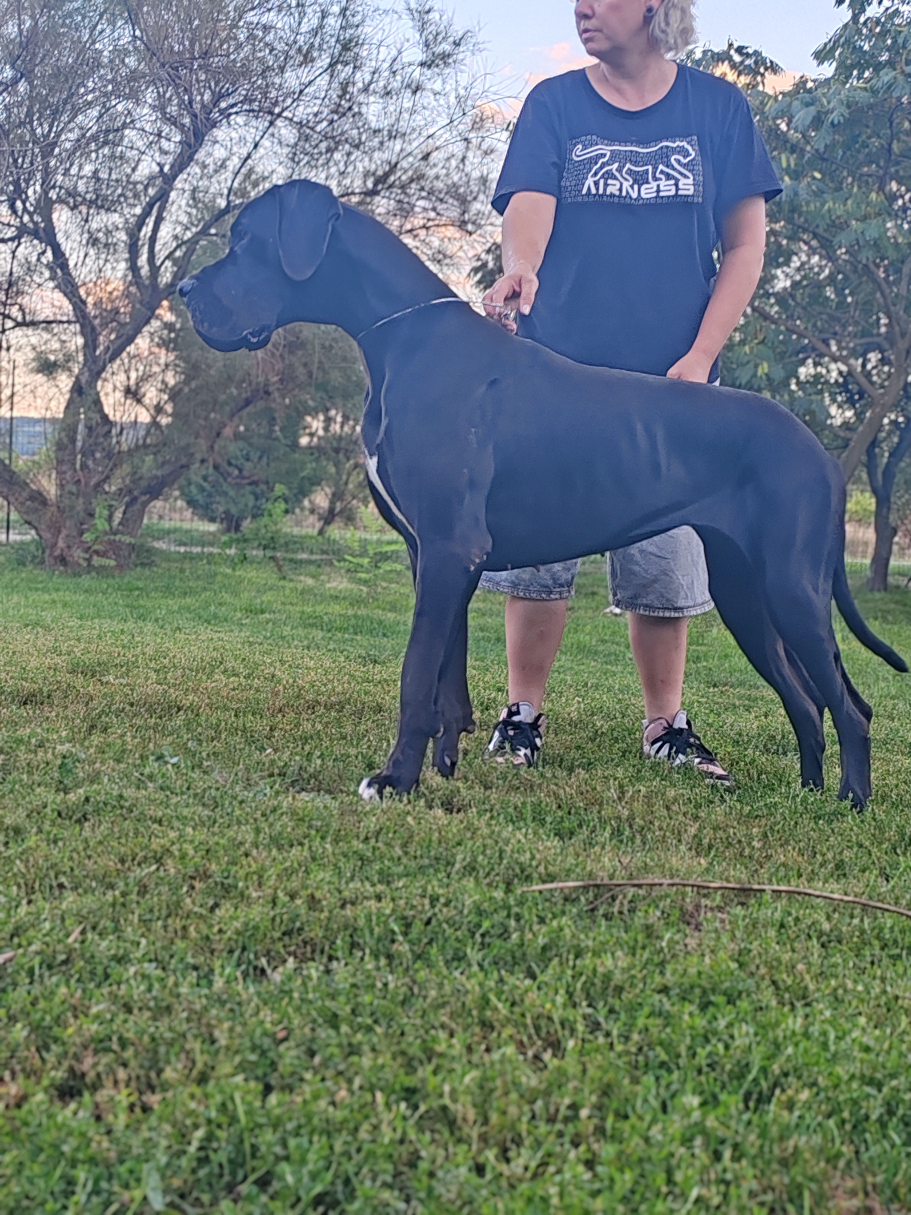 VERY BLACK DREAM