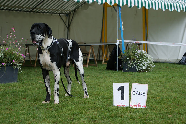 DARROS · Dogue Allemand · LOF 69595 · élevage M. SANDERS Patrick