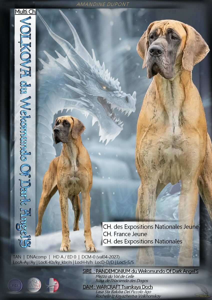 VOLKOVA DU WEKOMUNDO OF DARK ANGEL'S · Dogue Allemand femelle Bringé · LOF 87283 · élevage DUPONT AMANDINE & ISABELLE