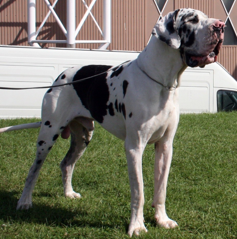 DOUGLAS Du Temple Sacre D'heloise, Dogue Allemand mâle Noir