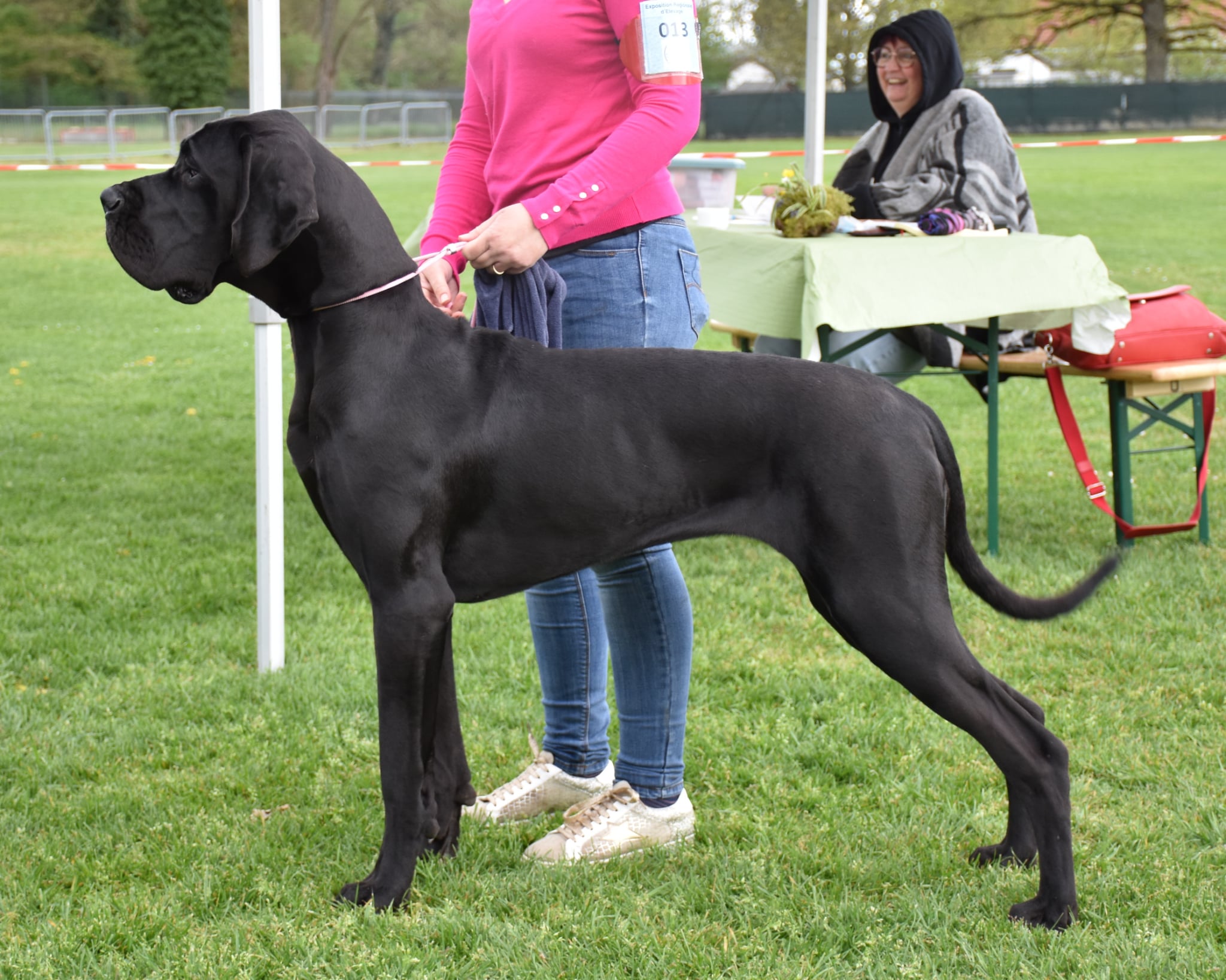 ARORA De la Cote Septentrionale · Dogue Allemand femelle Noire · LOF 88138 · élevage NEUVILLE CHRISTELLE