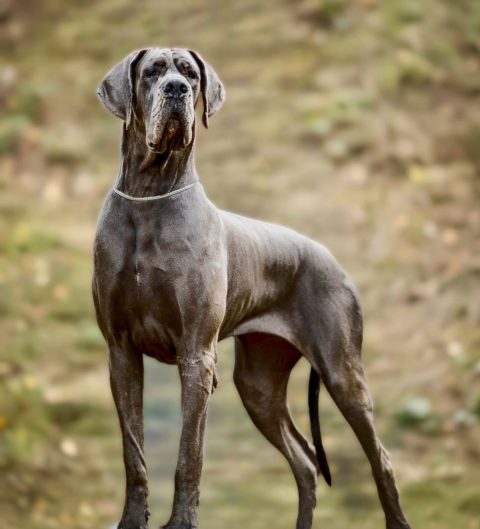 ORNELLA DE DOGOKO