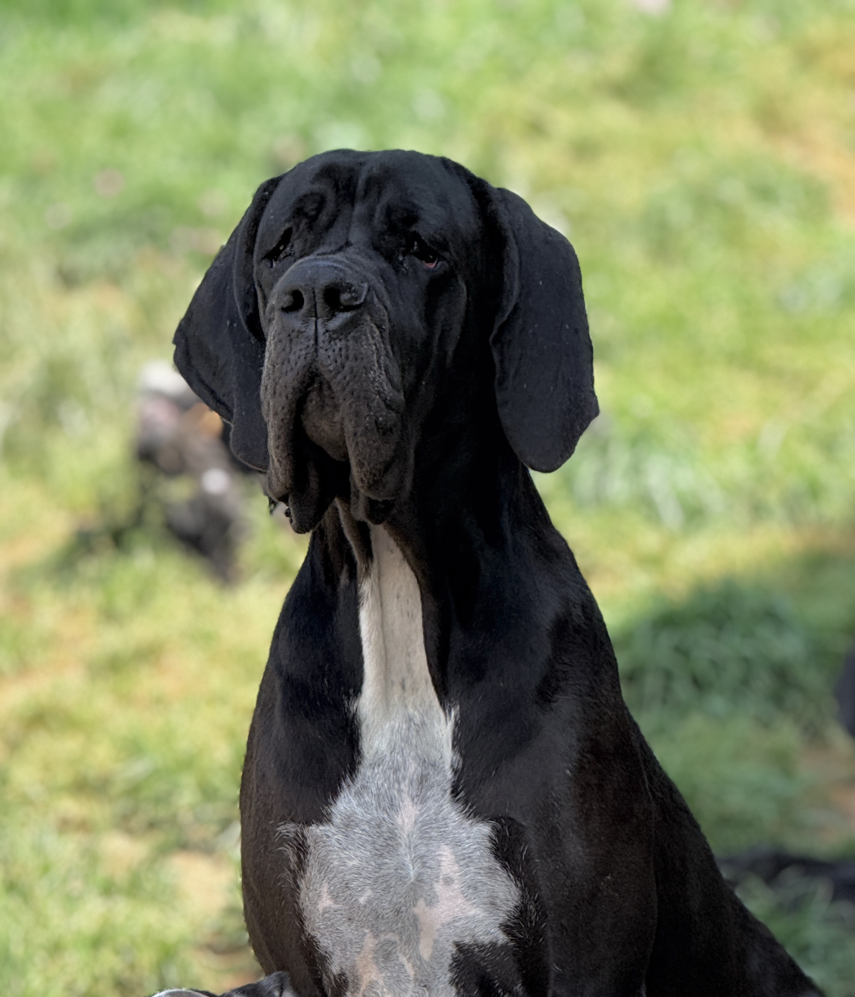 UMA AU ROYAUME DE LEYLA · Dogue Allemand femelle Noir · LOF 86986 · élevage MATHOREL STEPHANIE & JOLIS GUILLAUME