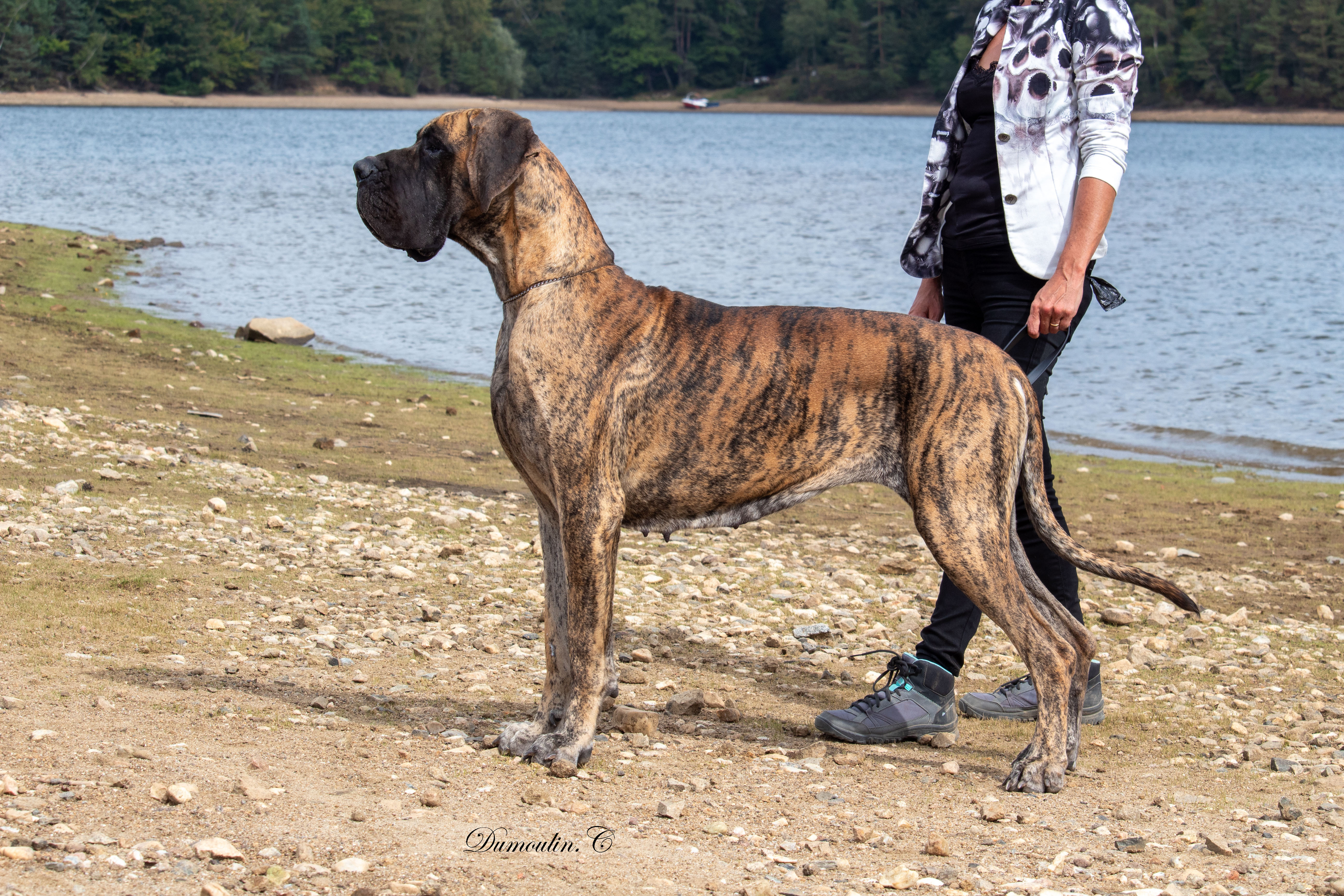 REMINISCENCE DU VAL DE CELLE · Dogue Allemand femelle Bringé · LOF 83706 · élevage BOULANGER SYLVAIN