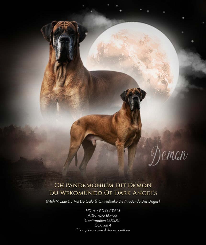 PANDEMONIUM DIT DEMON DU WEKOMUNDO OF DARK ANGEL'S · Dogue Allemand mâle Fauve · LOF 82471 · élevage DUPONT AMANDINE & ISABELLE
