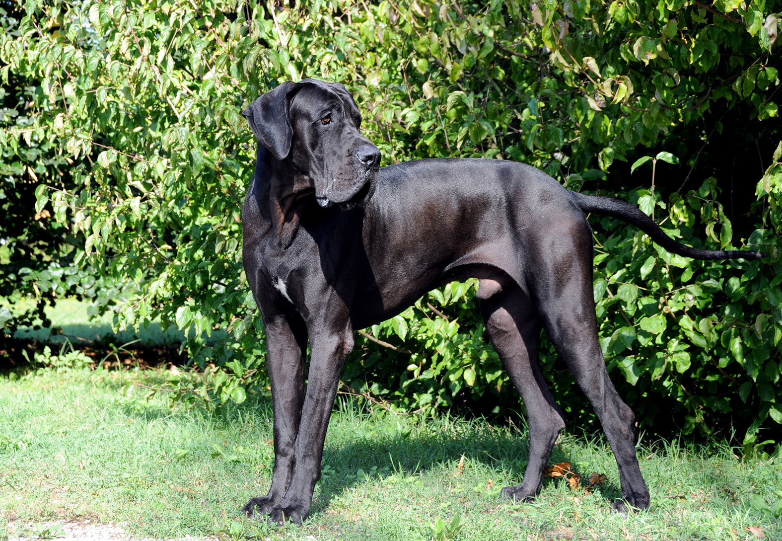 BELPHEGOR DES TERRES DE BRANDON, Dogue Allemand mâle Noir