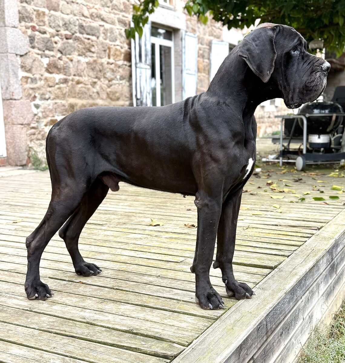 ULHAN AU ROYAUME DE LEYLA, Dogue Allemand mâle Noir
