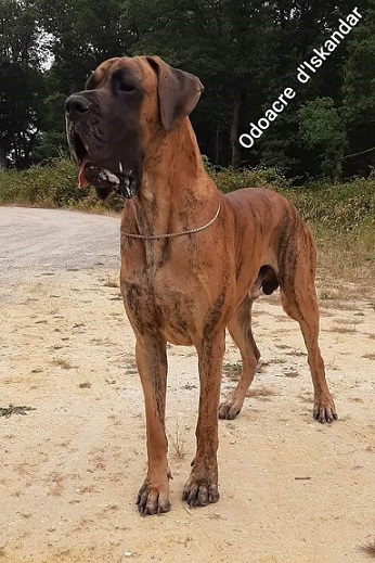 ODOACRE D'ISKANDAR, Dogue Allemand mâle Bringé