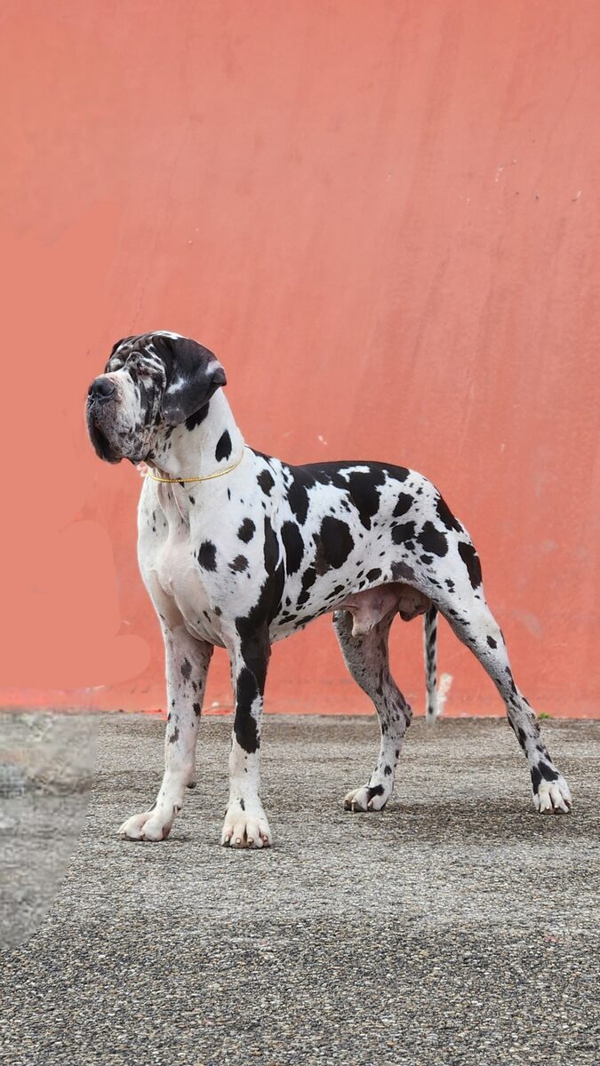 THEMISTOKHLE DE L'OUTSAINA, Dogue Allemand mâle Blanc bigarré de noir