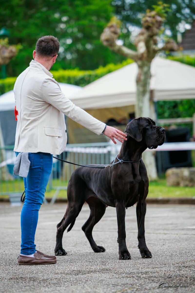 Photo Un de ses chiens — Les Géants du Paradis d'Hava
