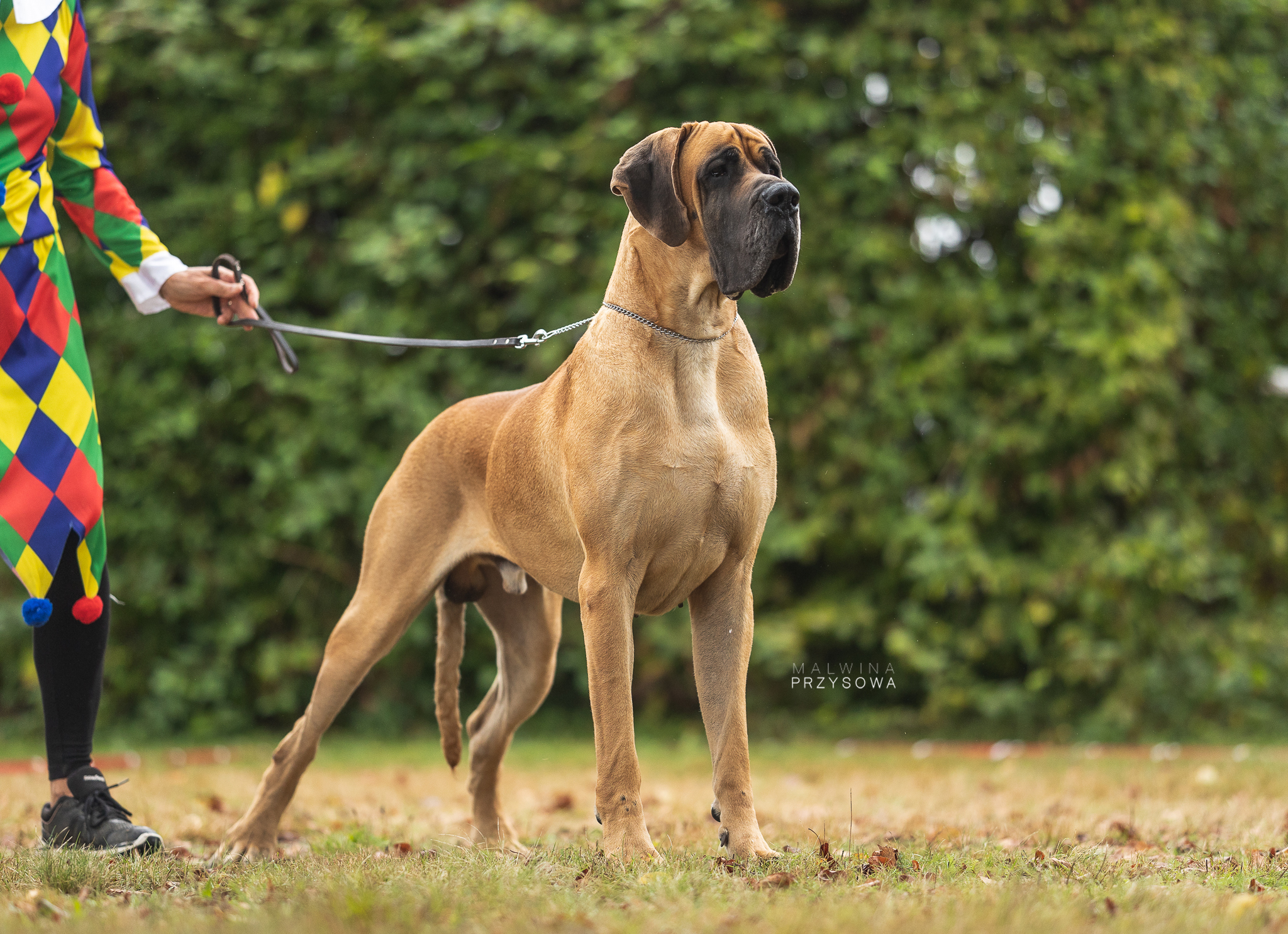OCTOPUSSY DU GARRONOUX, Dogue Allemand mâle Fauve
