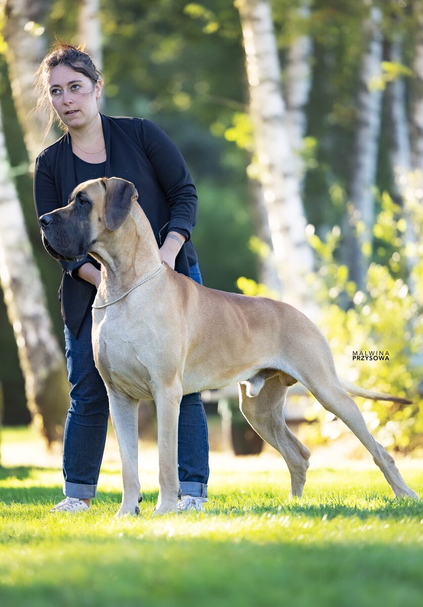 TEODDEN PRATT DE LA GUILDE DES NEPHILIMS, Dogue Allemand mâle Fauve