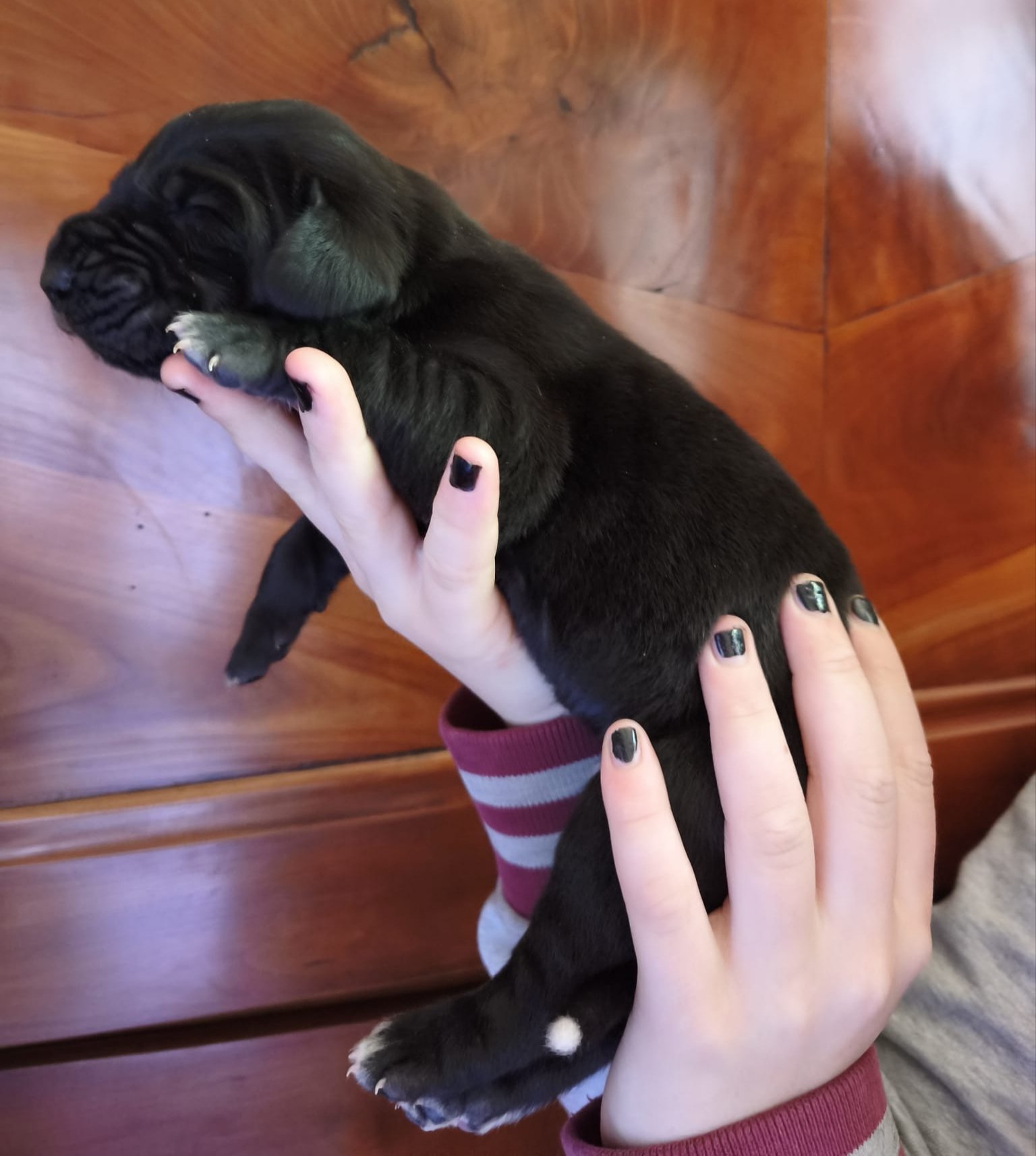 Chiot 5