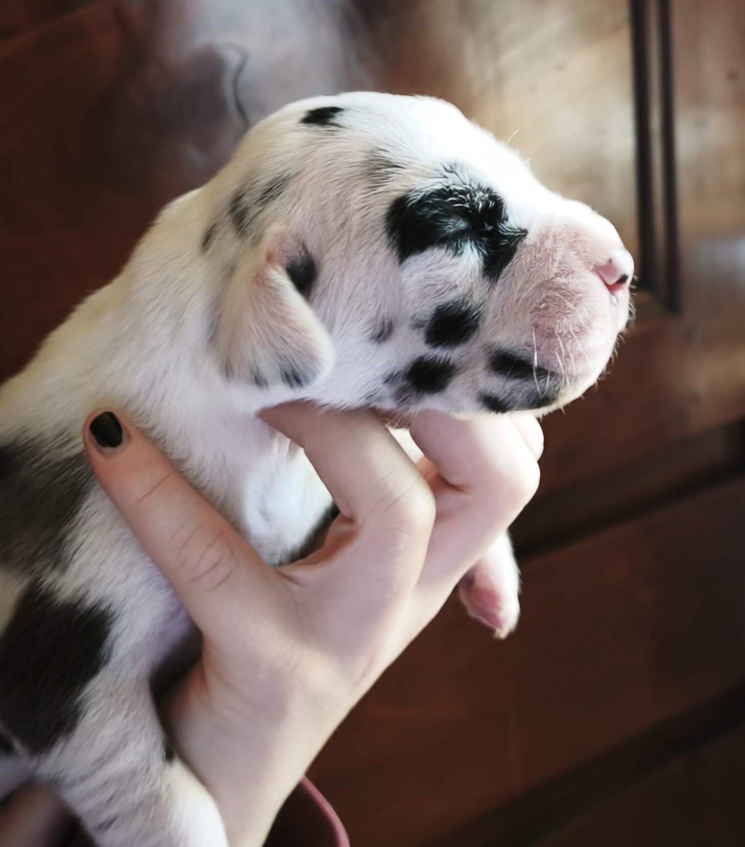 Chiot 11
