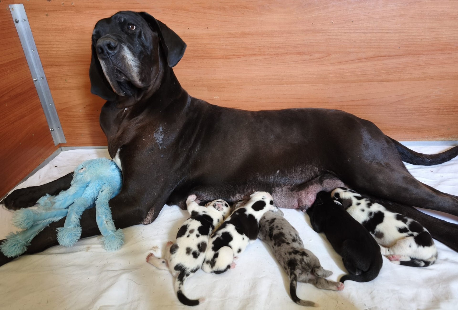 Chiot 1