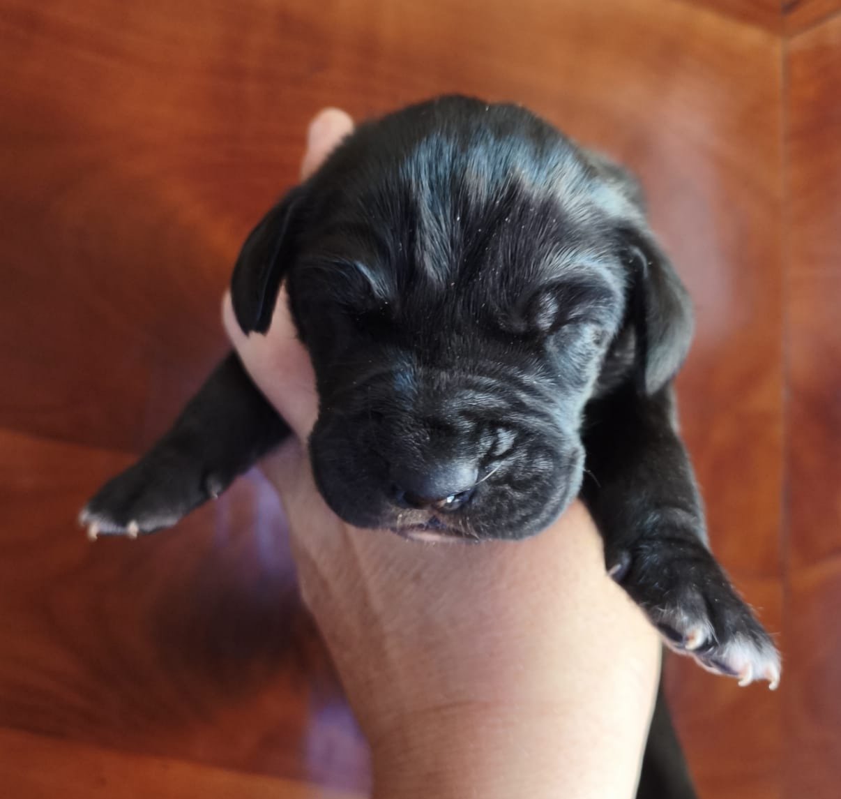 Chiot 4