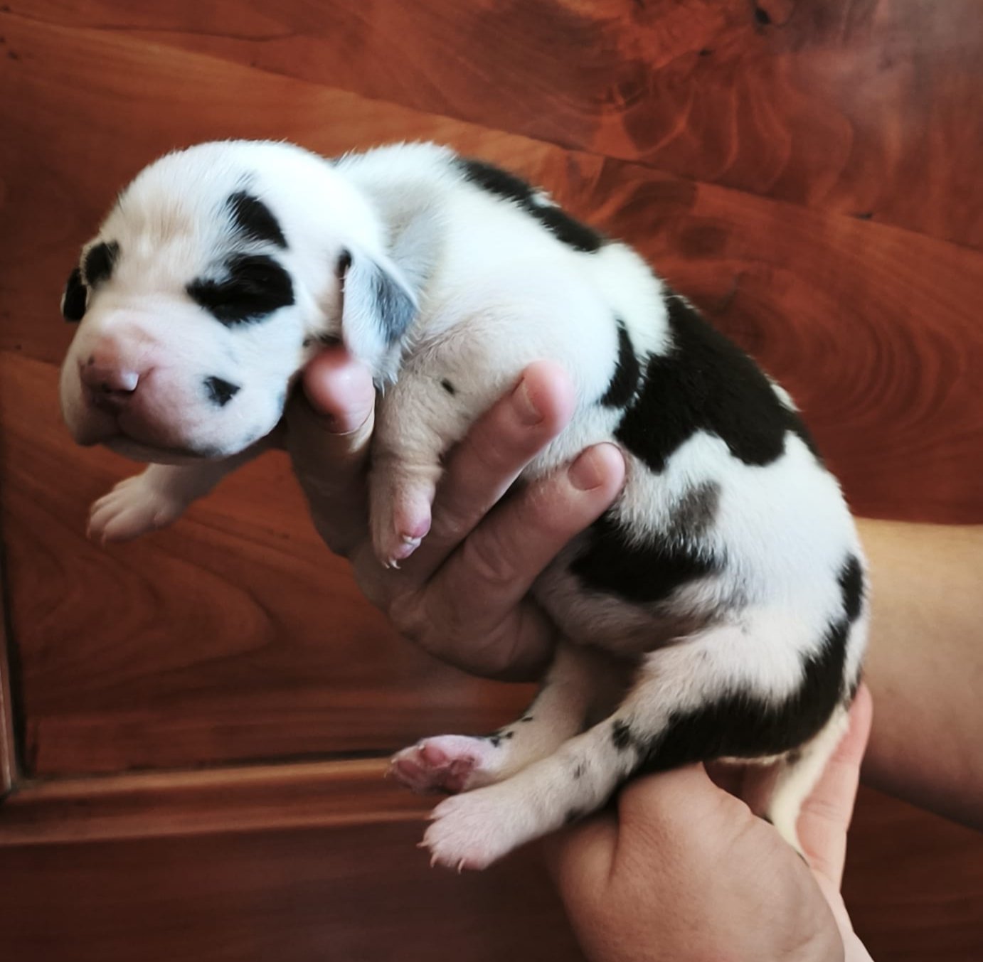 Chiot 7