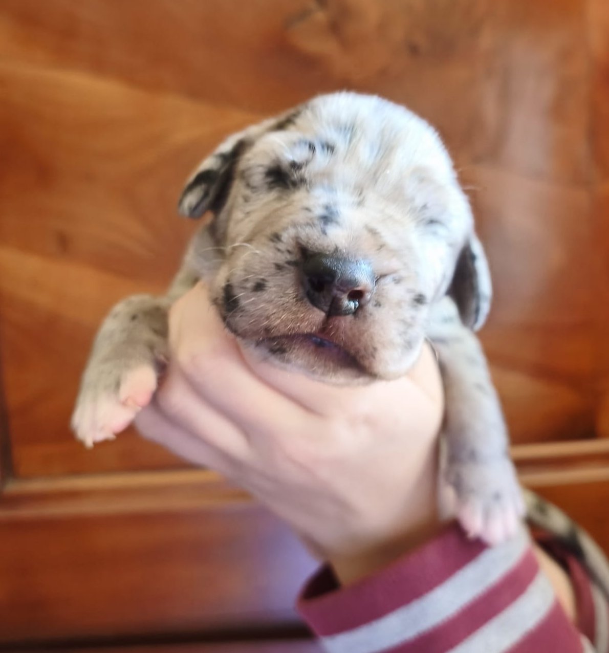 Chiot 8