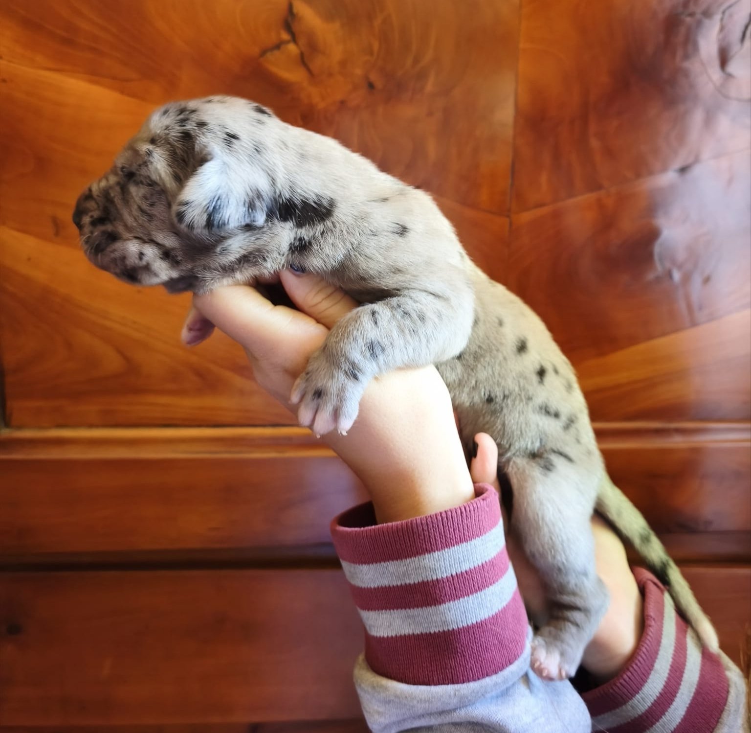 Chiot 9