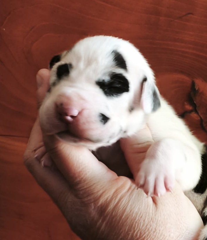 Chiot 6
