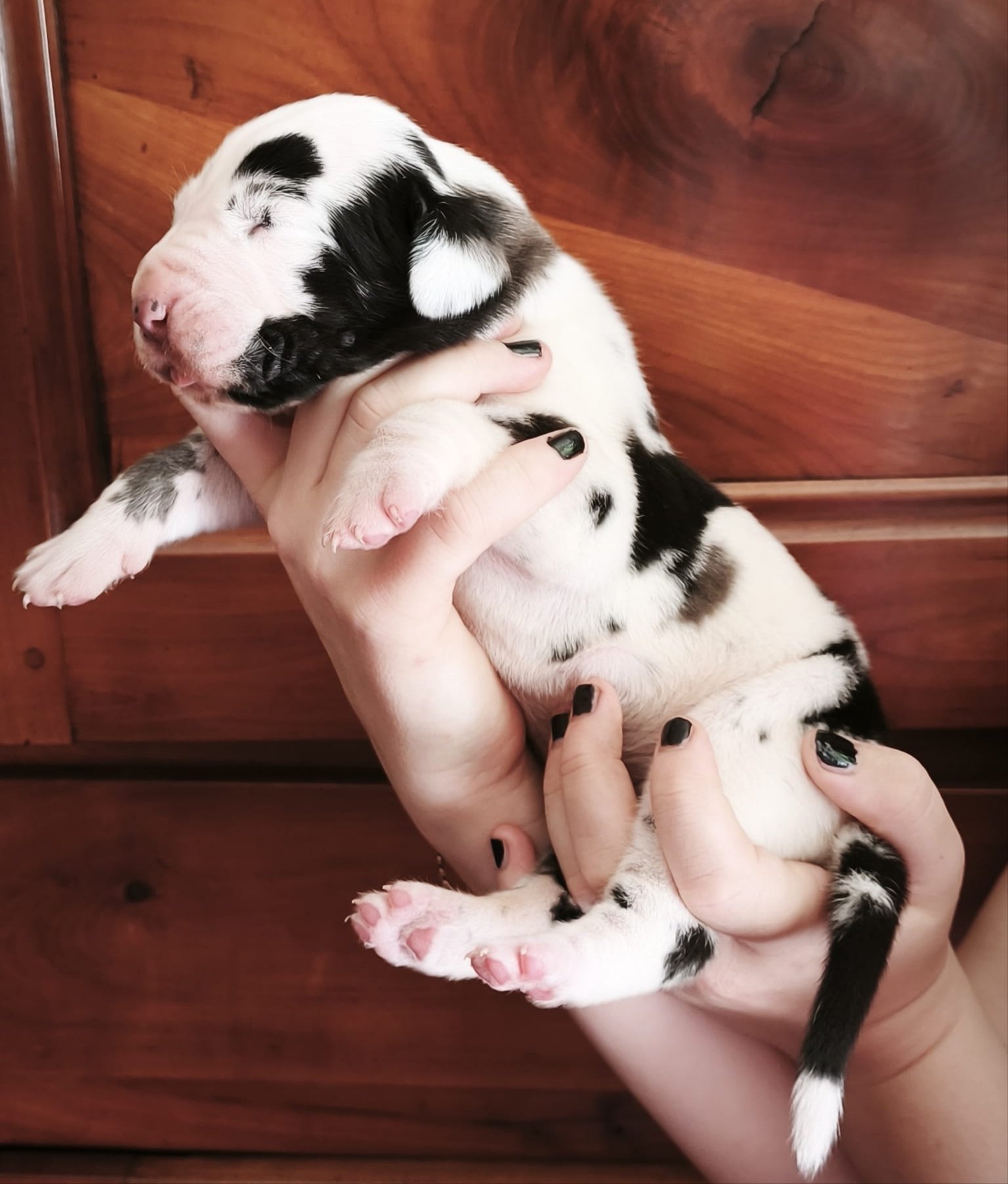 Chiot 3