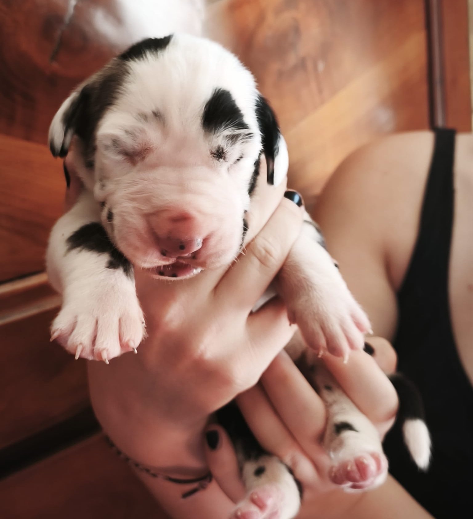 Chiot 2