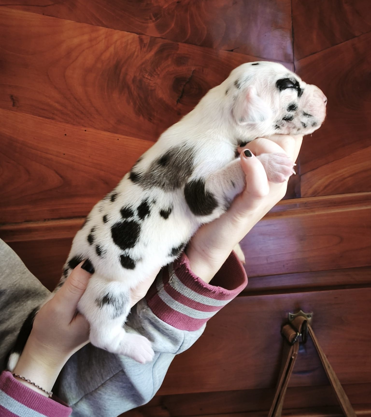 Chiot 10