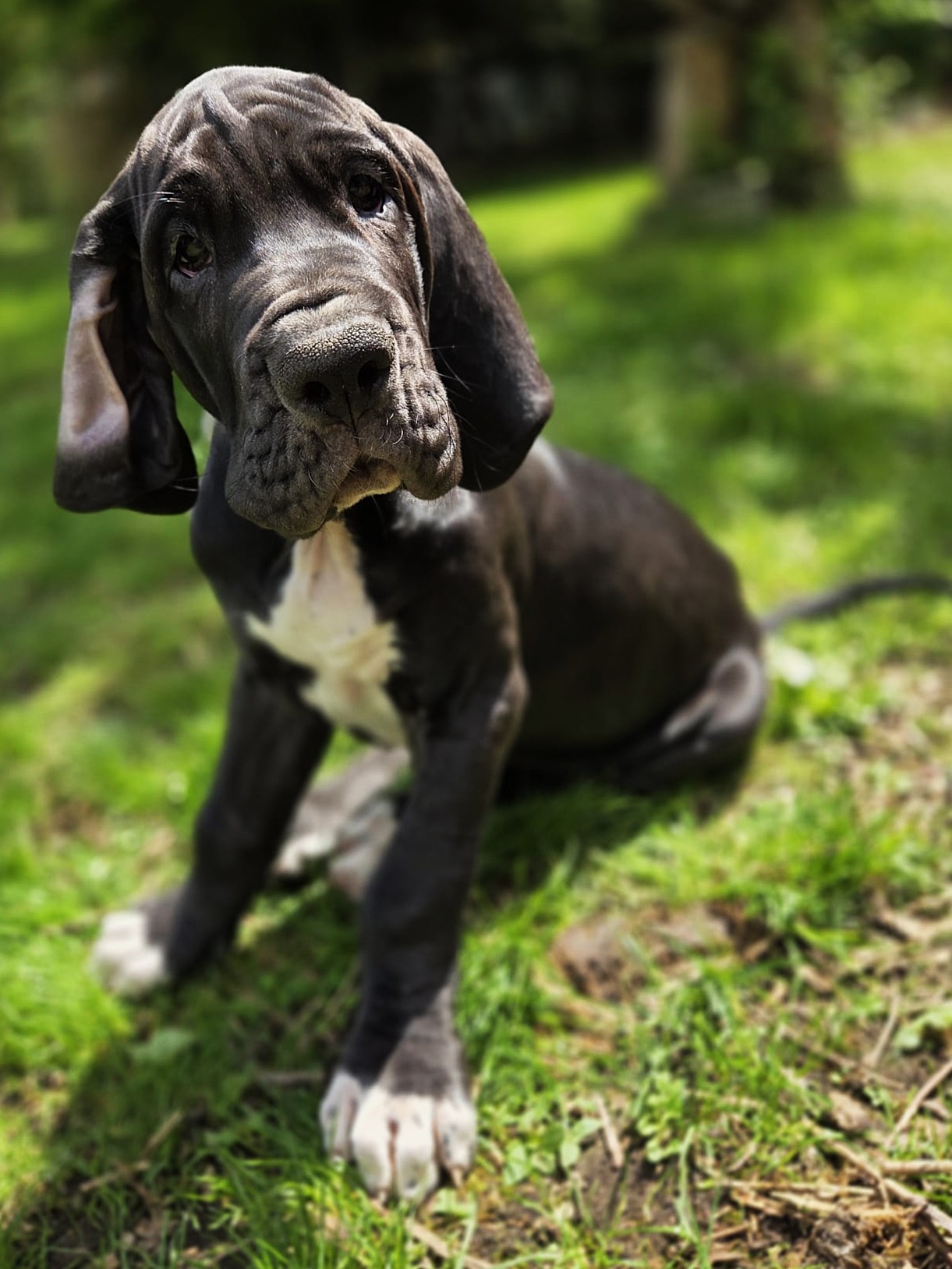 Chiot 7