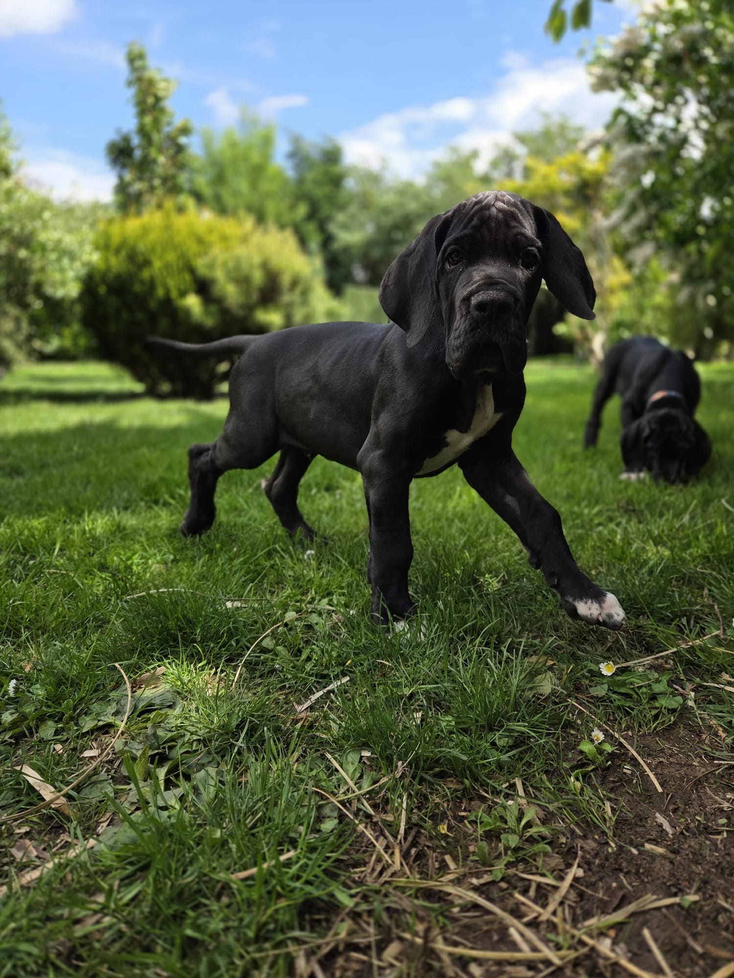 Chiot 5