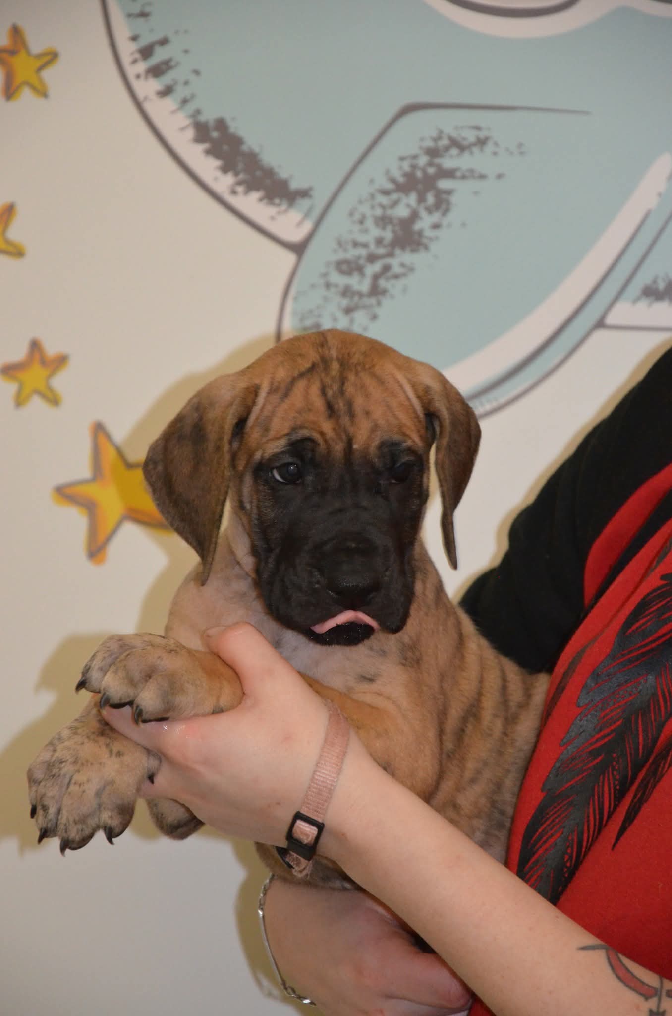 Chiot Dogue Allemand Bringé Des Zamours de Caux 1