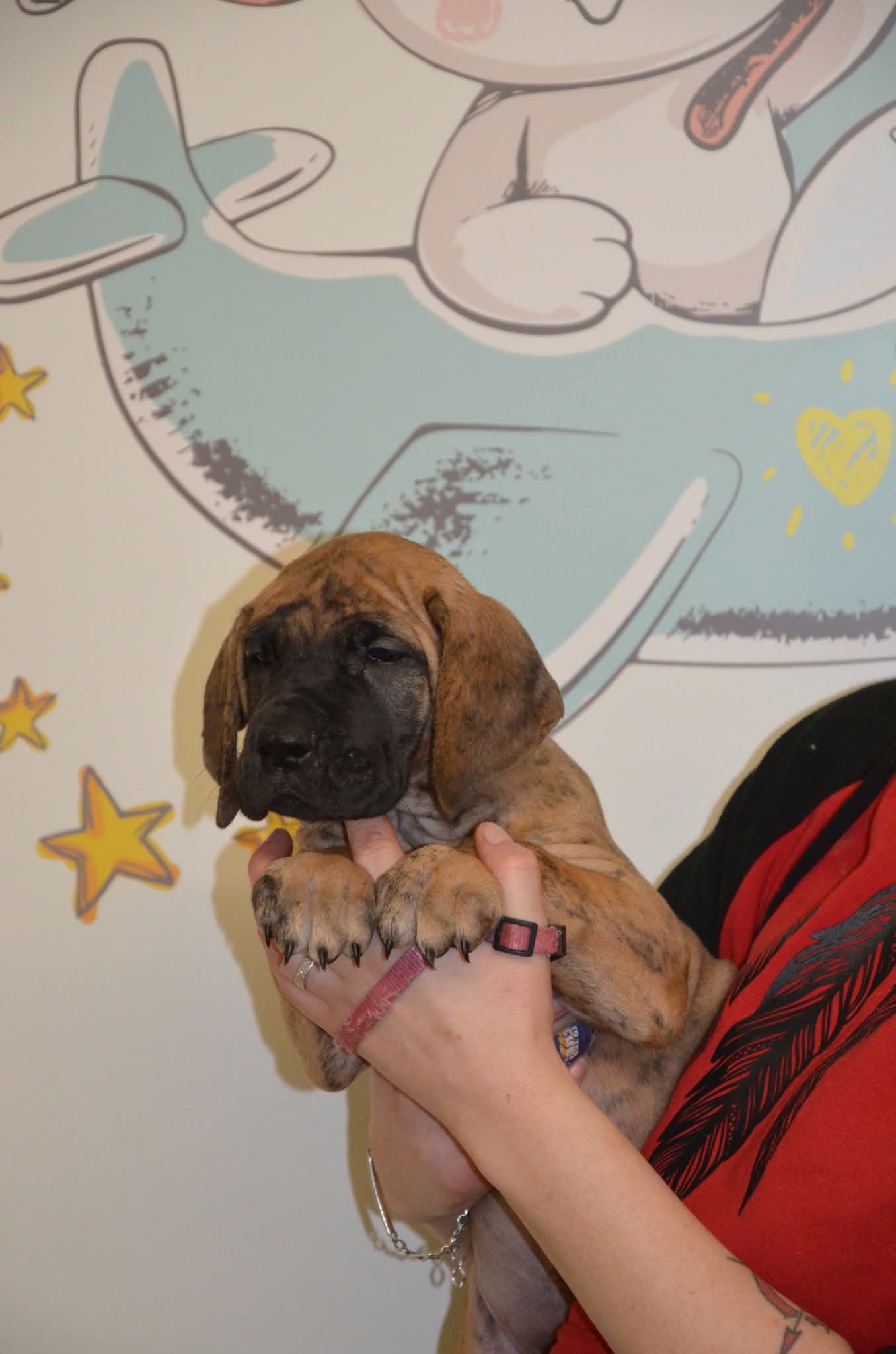 Chiot Dogue Allemand Bringé Des Zamours de Caux 2