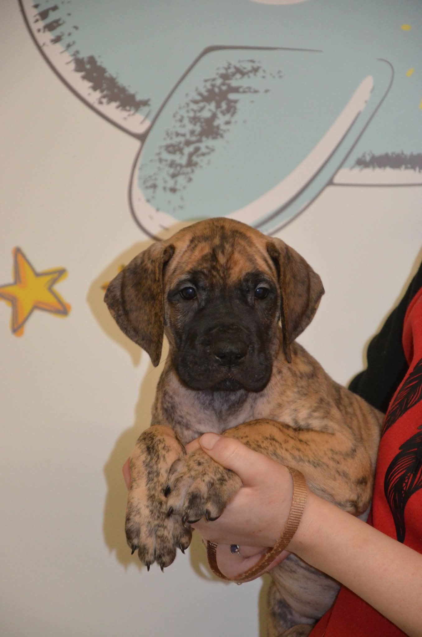 Chiot Dogue Allemand Bringé Des Zamours de Caux 3