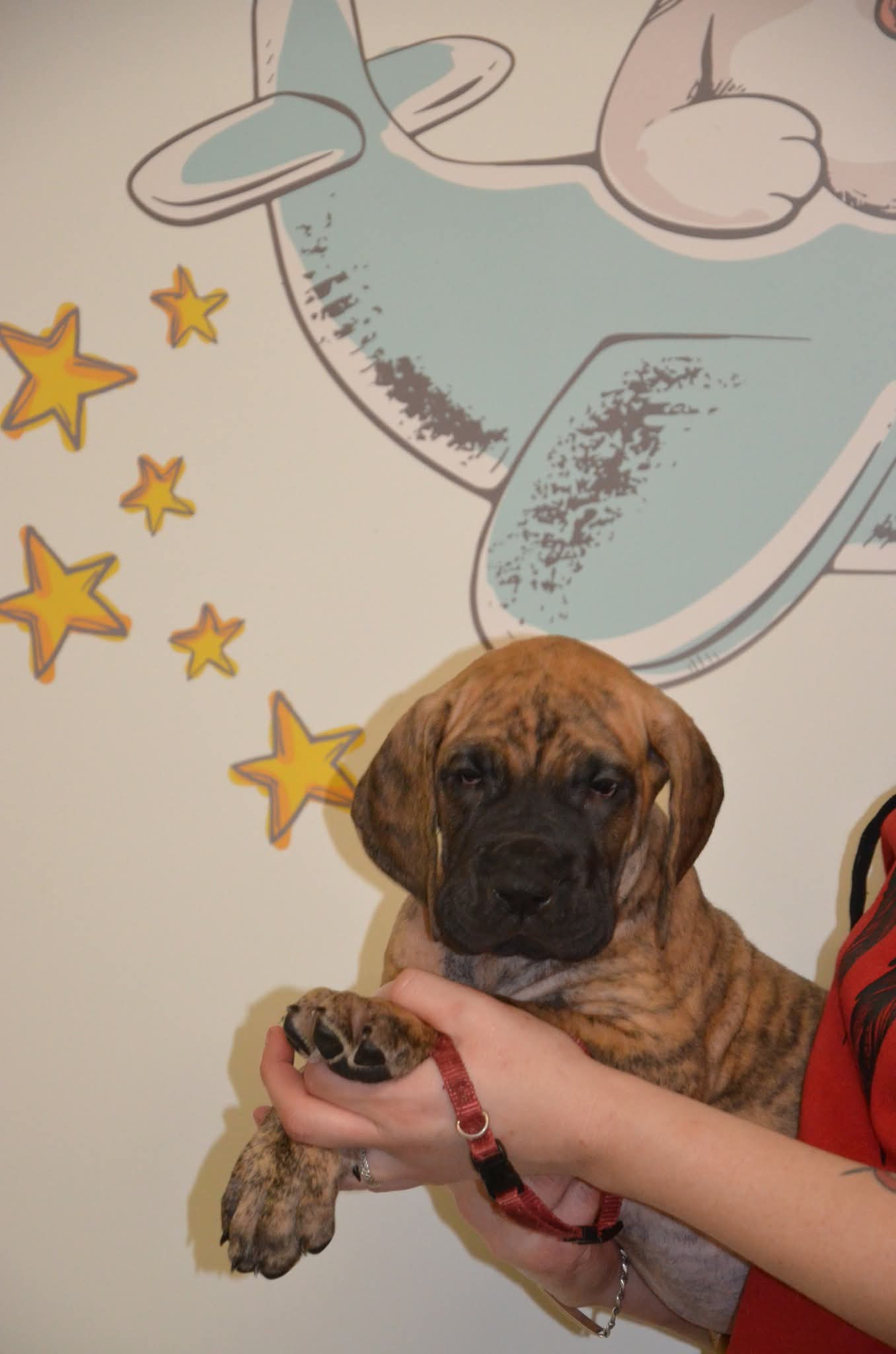 Chiot Dogue Allemand Bringé Des Zamours de Caux 4