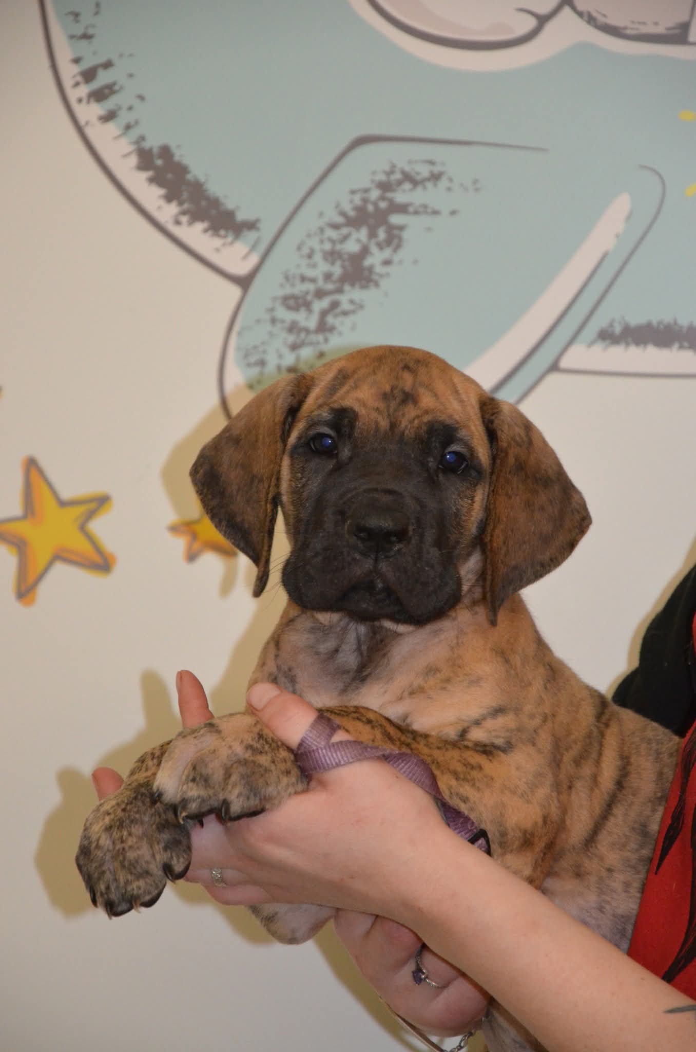 Chiot Dogue Allemand Bringé Des Zamours de Caux 5