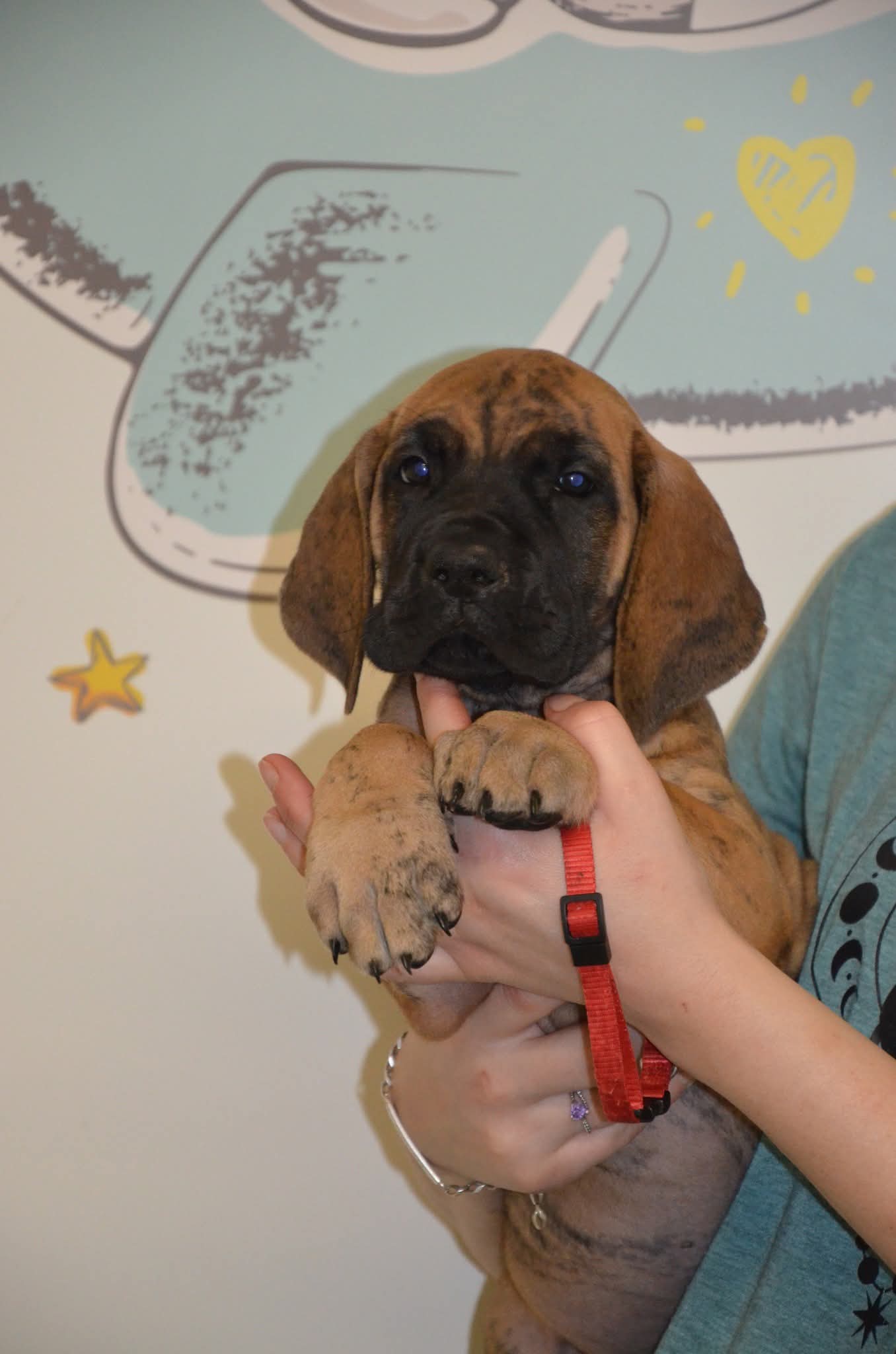 Chiot Dogue Allemand Bringé Des Zamours de Caux 6