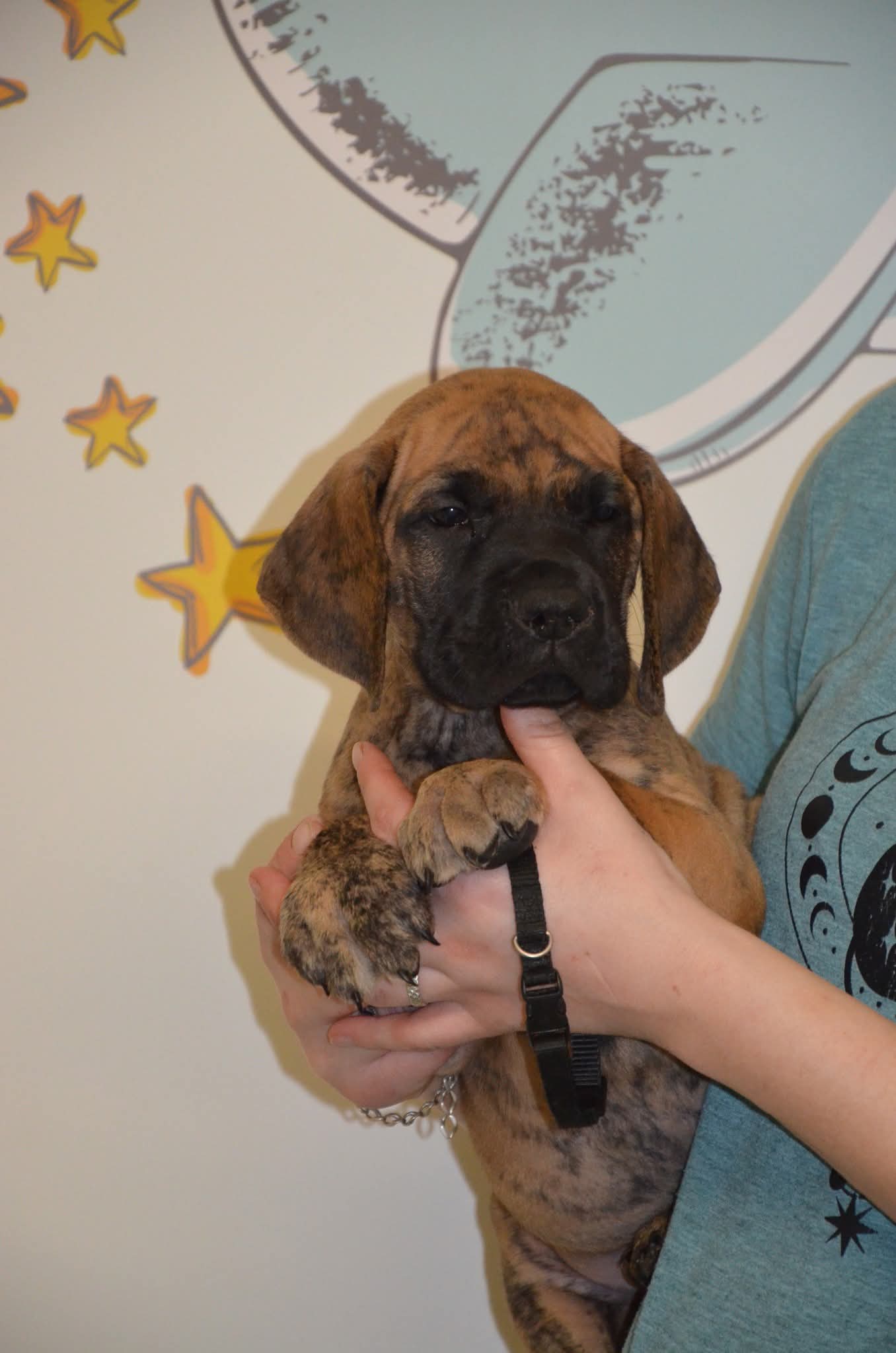 Chiot Dogue Allemand Bringé Des Zamours de Caux 7