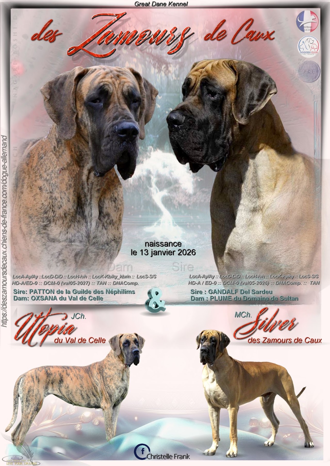 Chiot Dogue Allemand Bringé Des Zamours de Caux 8