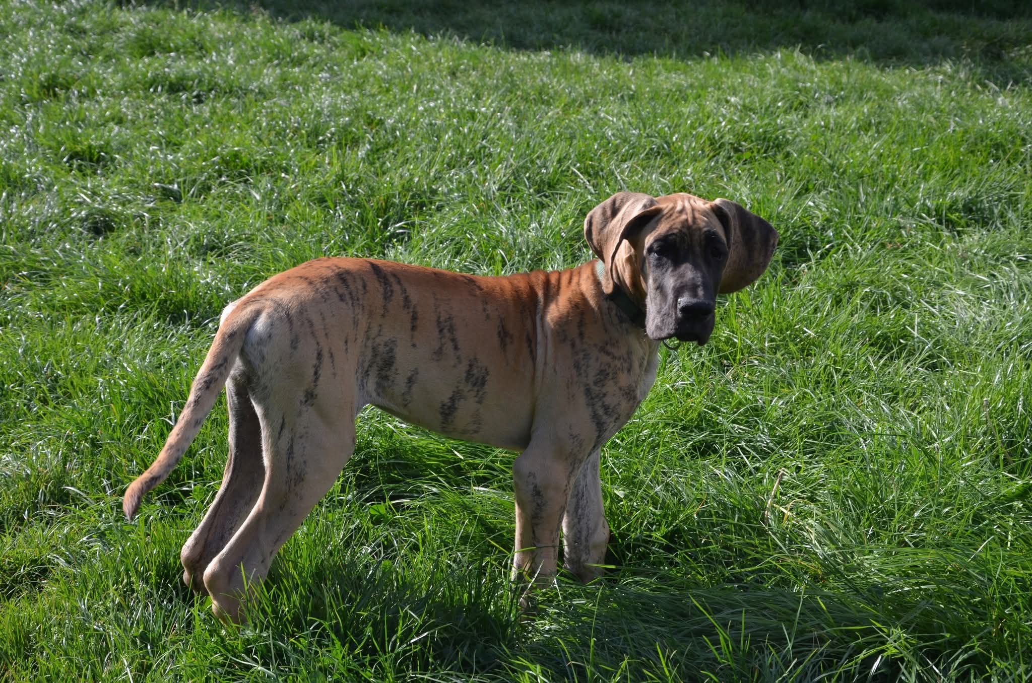 Chiot Dogue Allemand Bringé Des Zamours de Caux 12