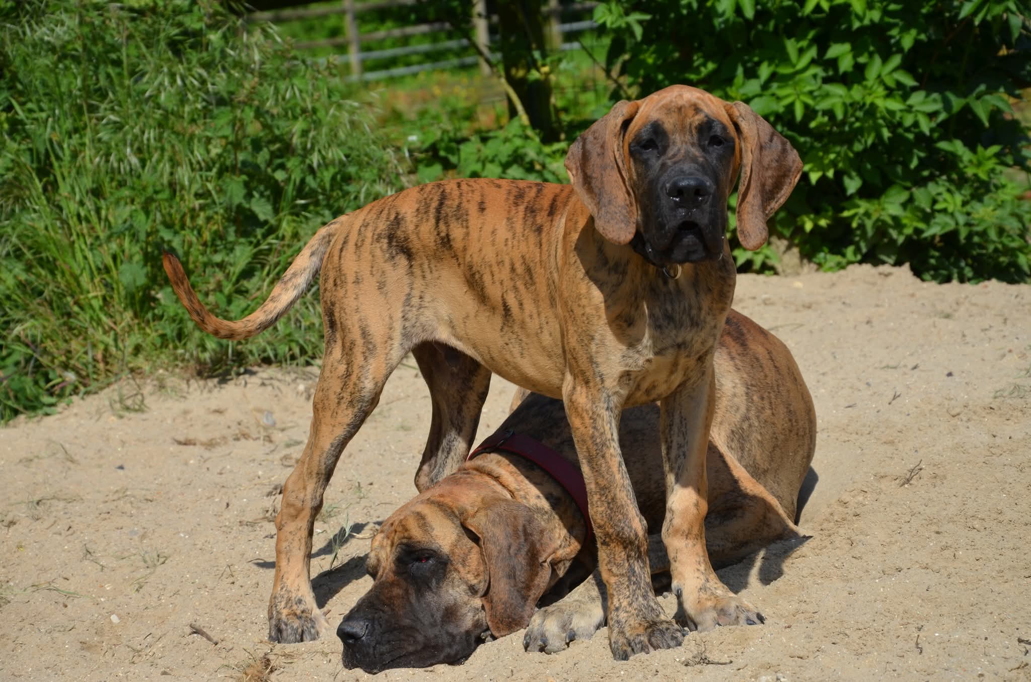 Chiot Dogue Allemand Bringé Des Zamours de Caux 9