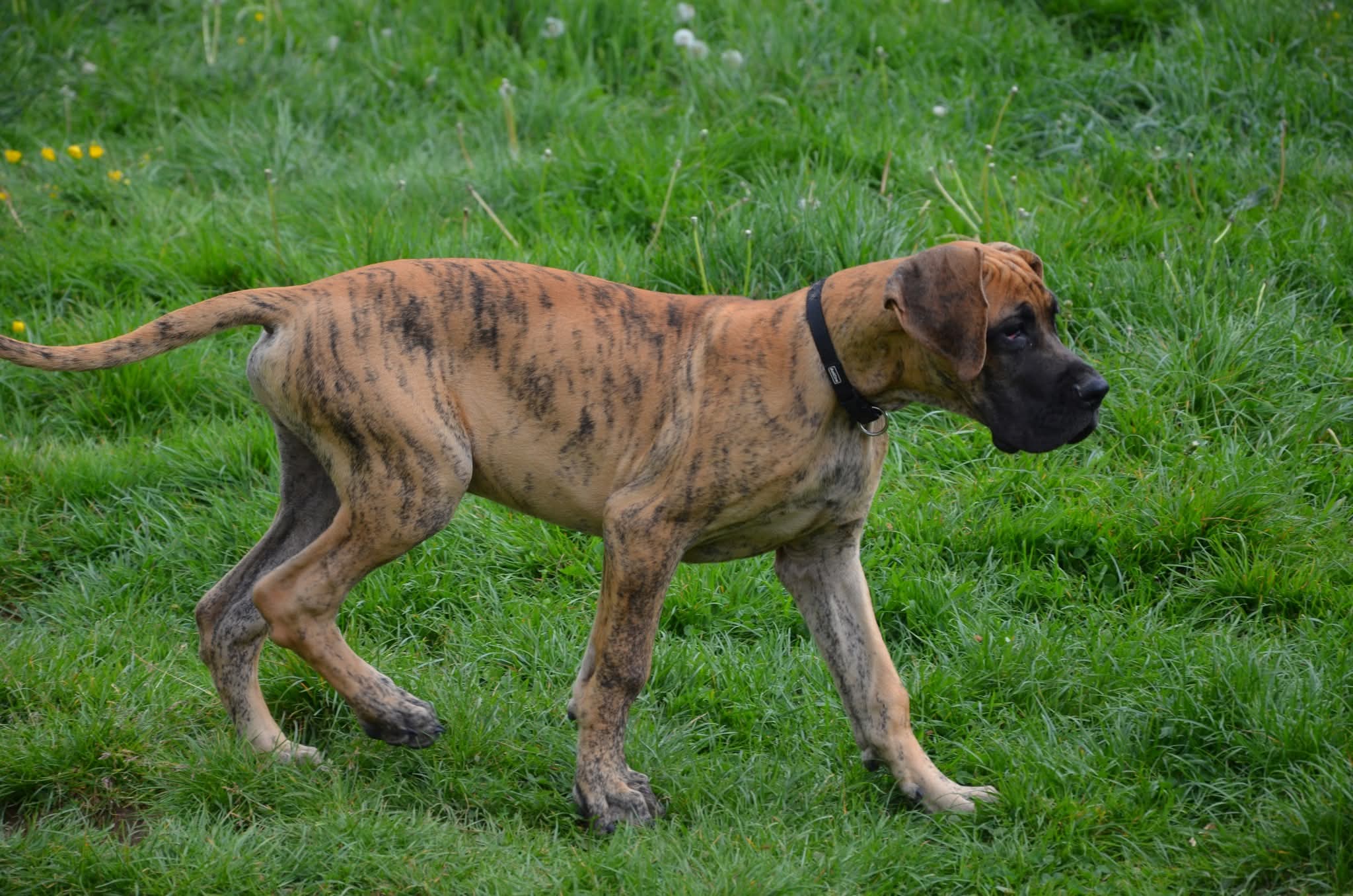 Chiot Dogue Allemand Bringé Des Zamours de Caux 10