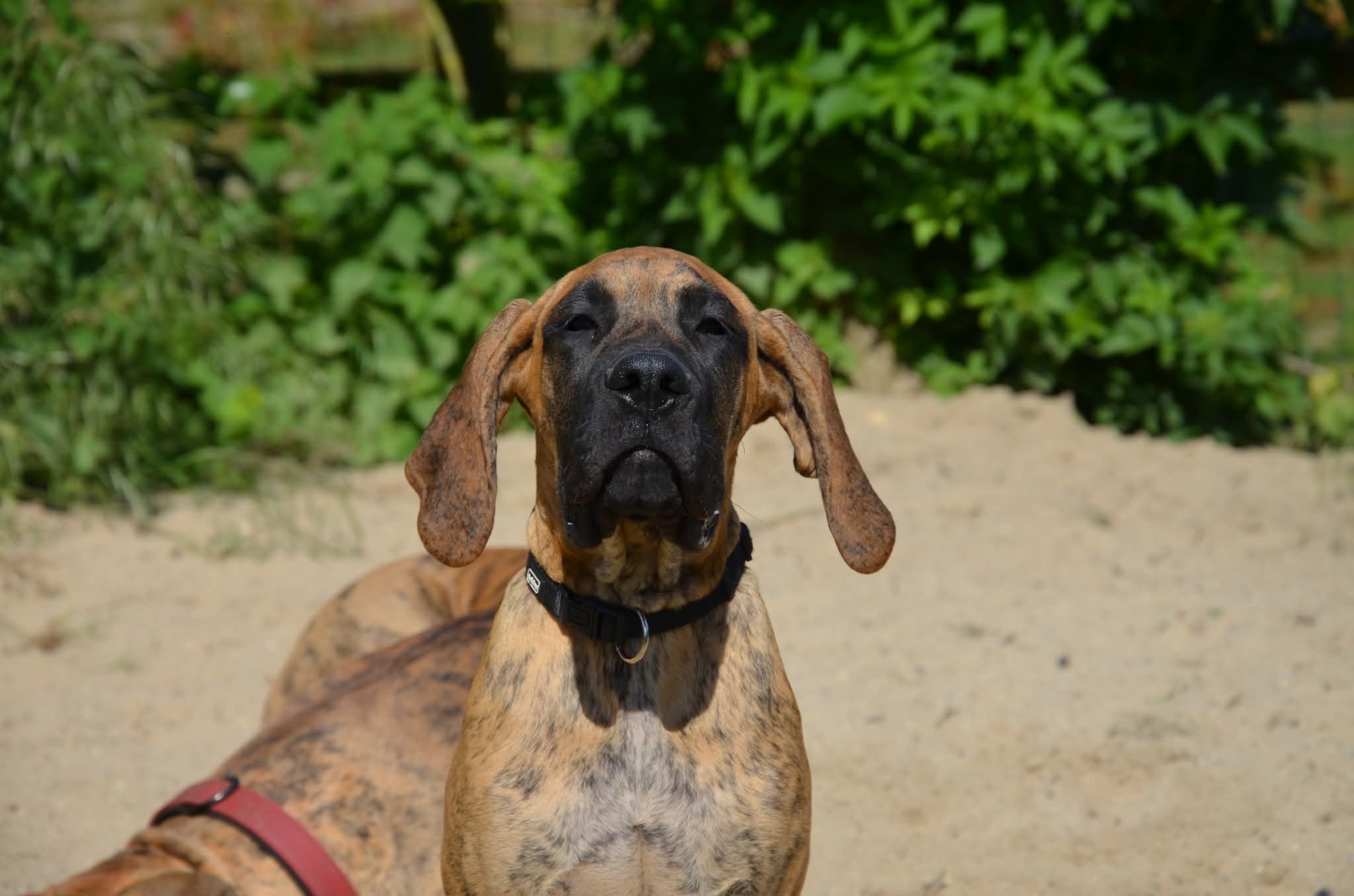 Chiot Dogue Allemand Bringé Des Zamours de Caux 11