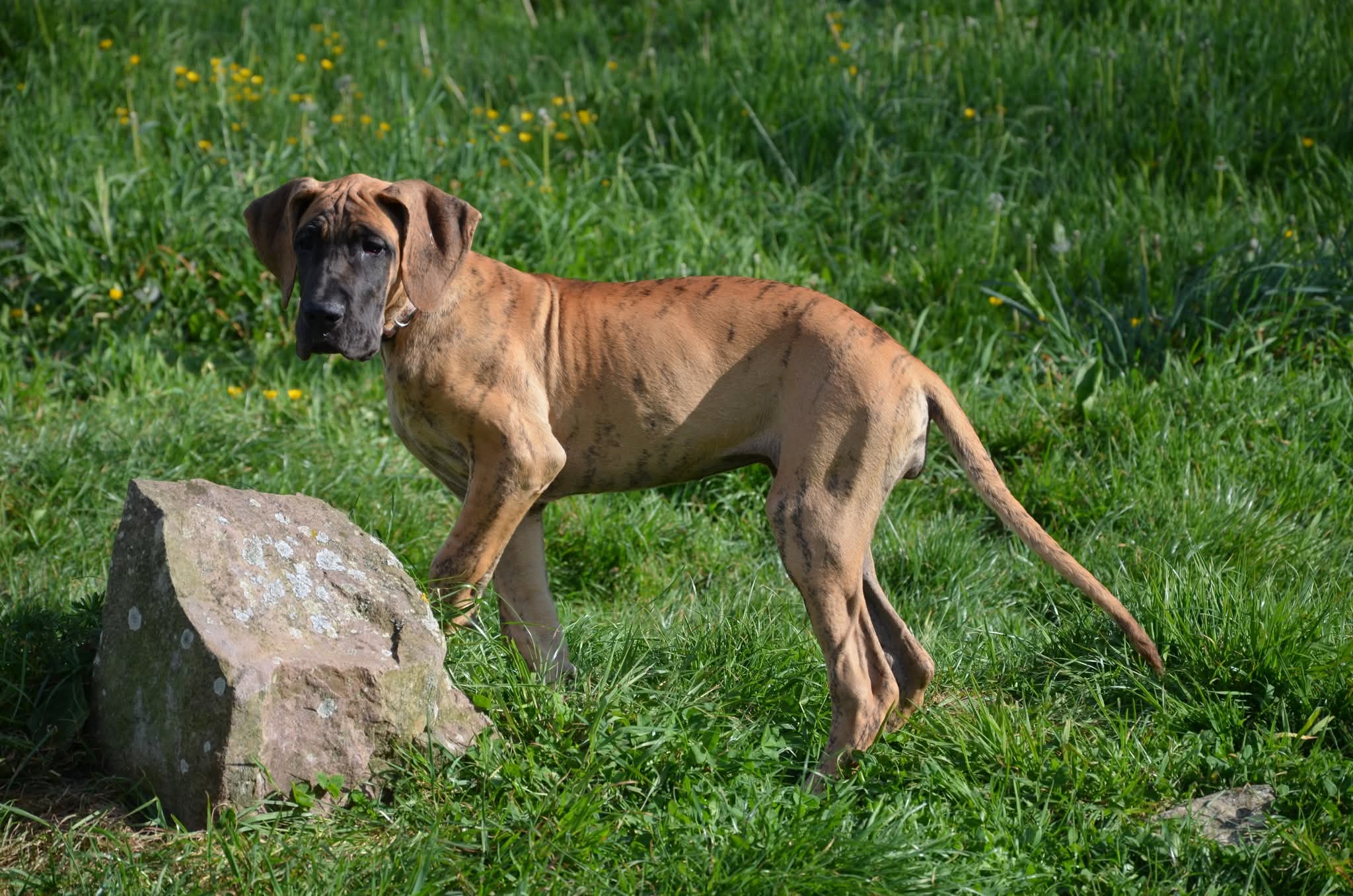 Chiot Dogue Allemand Bringé Des Zamours de Caux 15